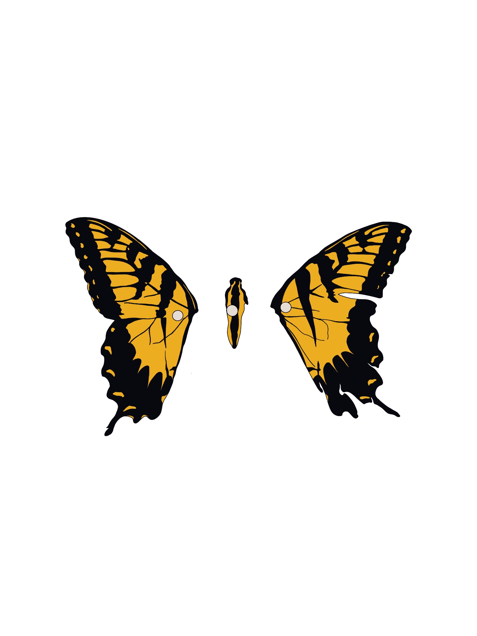 the monarch butterfly paramore album cover gif
