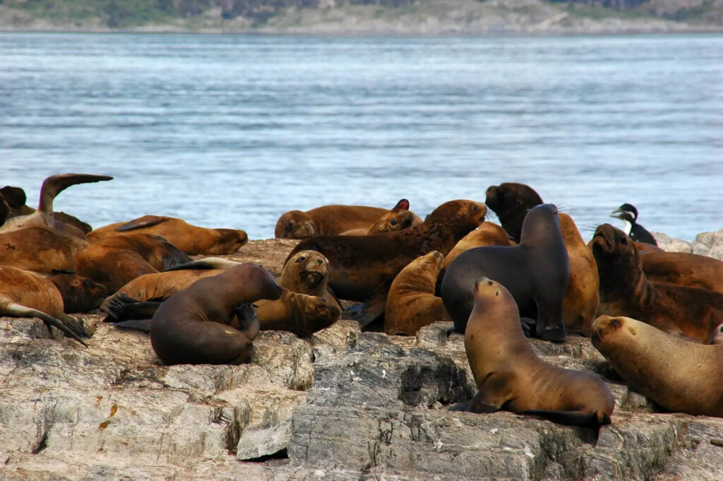 sea lions- Animalia Bio